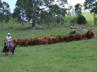 Mustering 2011